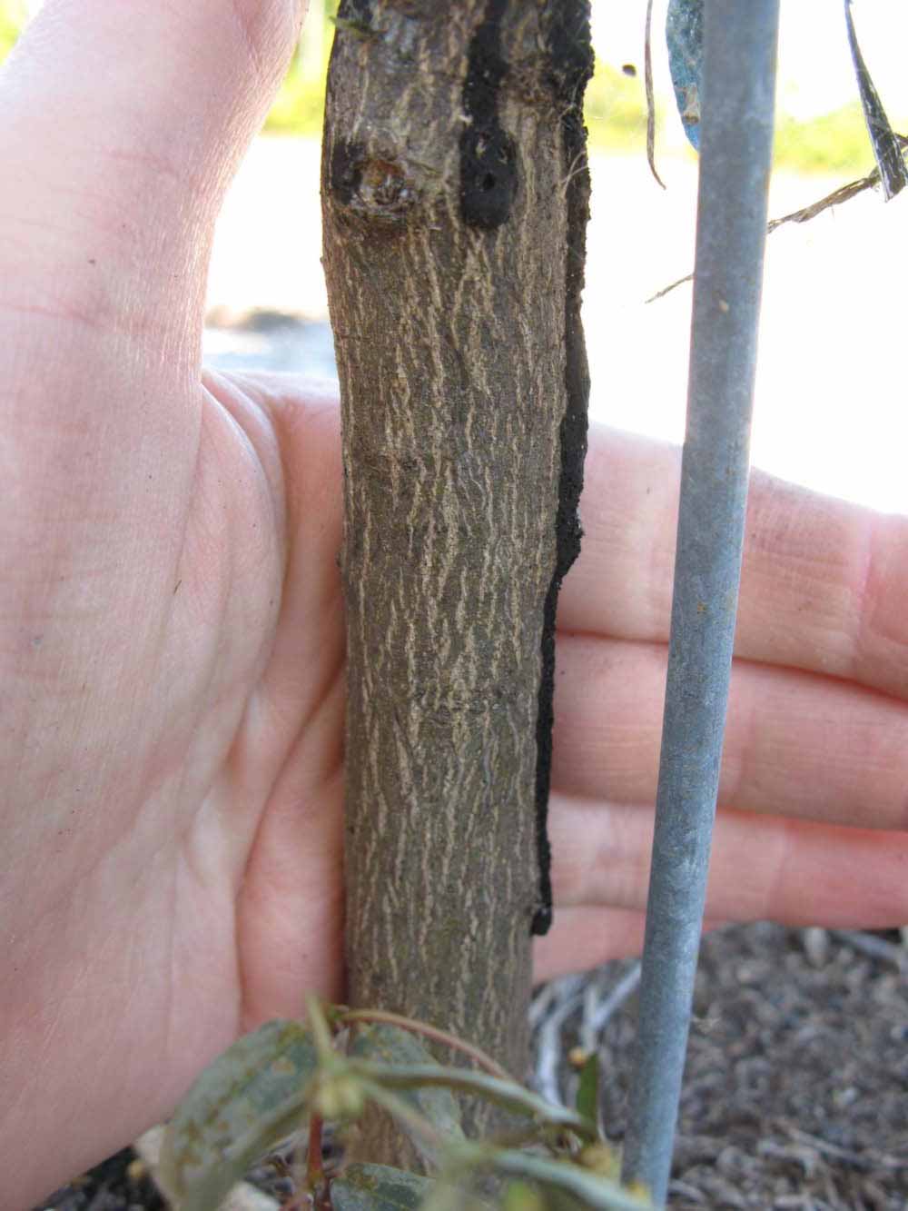              Bark (Winter Haven, FL)       